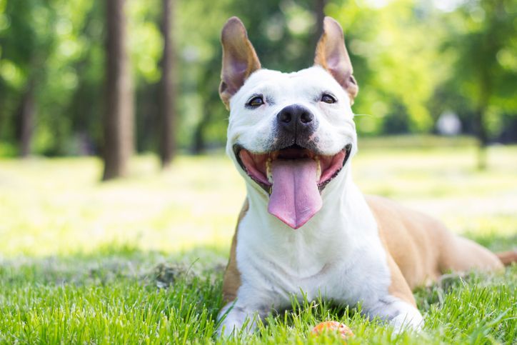 Resting Dog on the Grass ultrasound