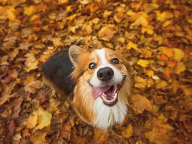 Smiling Dog - Belmont, WA - Belmont Avenue Veterinary Perth