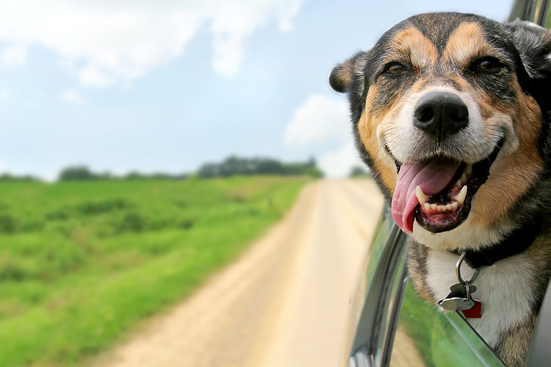 Dog showing teeth - dog teeth cleaning perth
