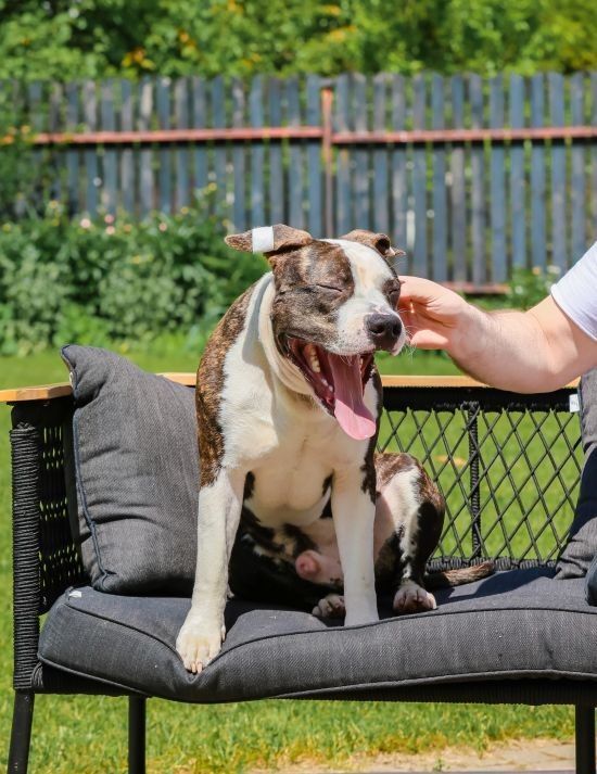 Dog sitting on a black outdoor sofa while a hand pets its face in a sunny backyard.