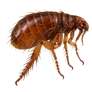 flea 