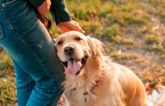 Golden retriever sitting beside a person in jeans, outdoors, panting with tongue out in autumn leaves