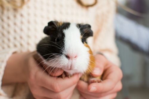 Guinea pig with black, white, and brown fur being gently held in someone’s hands