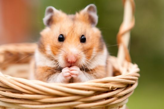 hamster pet