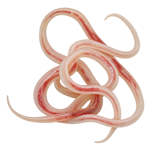 heartworm
