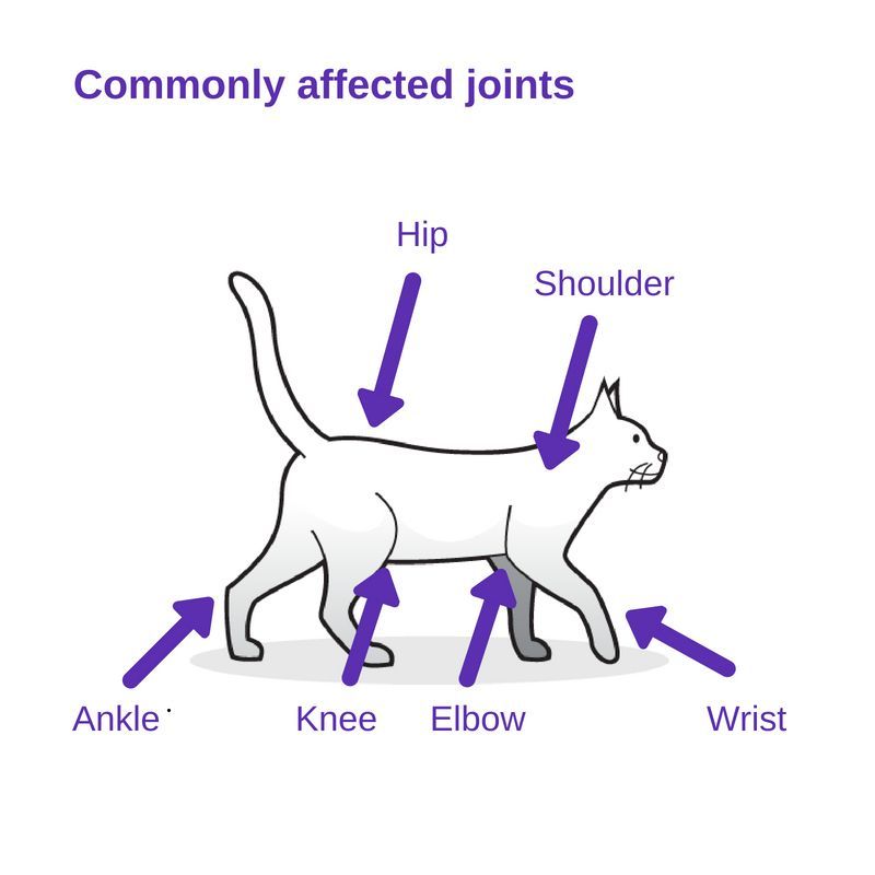 An illustration of osteoarthritis in cats with arrows pointing to its hip, shoulder, ankle, knee, elbow, and wrist joints.
