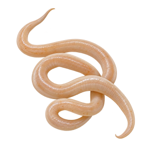 Intestinal worm