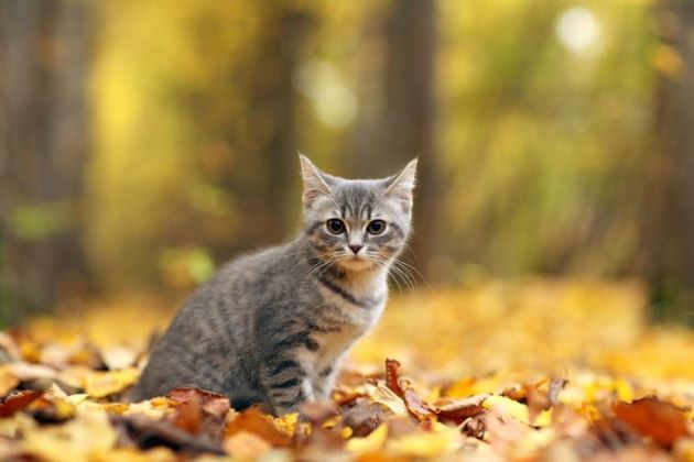 Cat on the Ground - Belmont, WA - Belmont Avenue Veterinary Perth