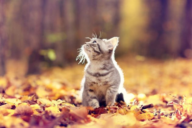 Kitten Looking Up - Belmont, WA - Belmont Avenue Veterinary Clinic Perth