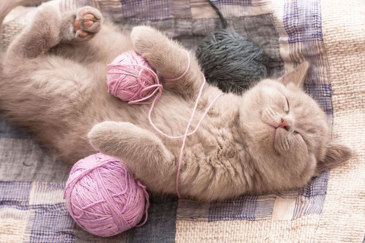 fluffy kitten sleeping on a plaid blanket with pink yarn balls nearby
