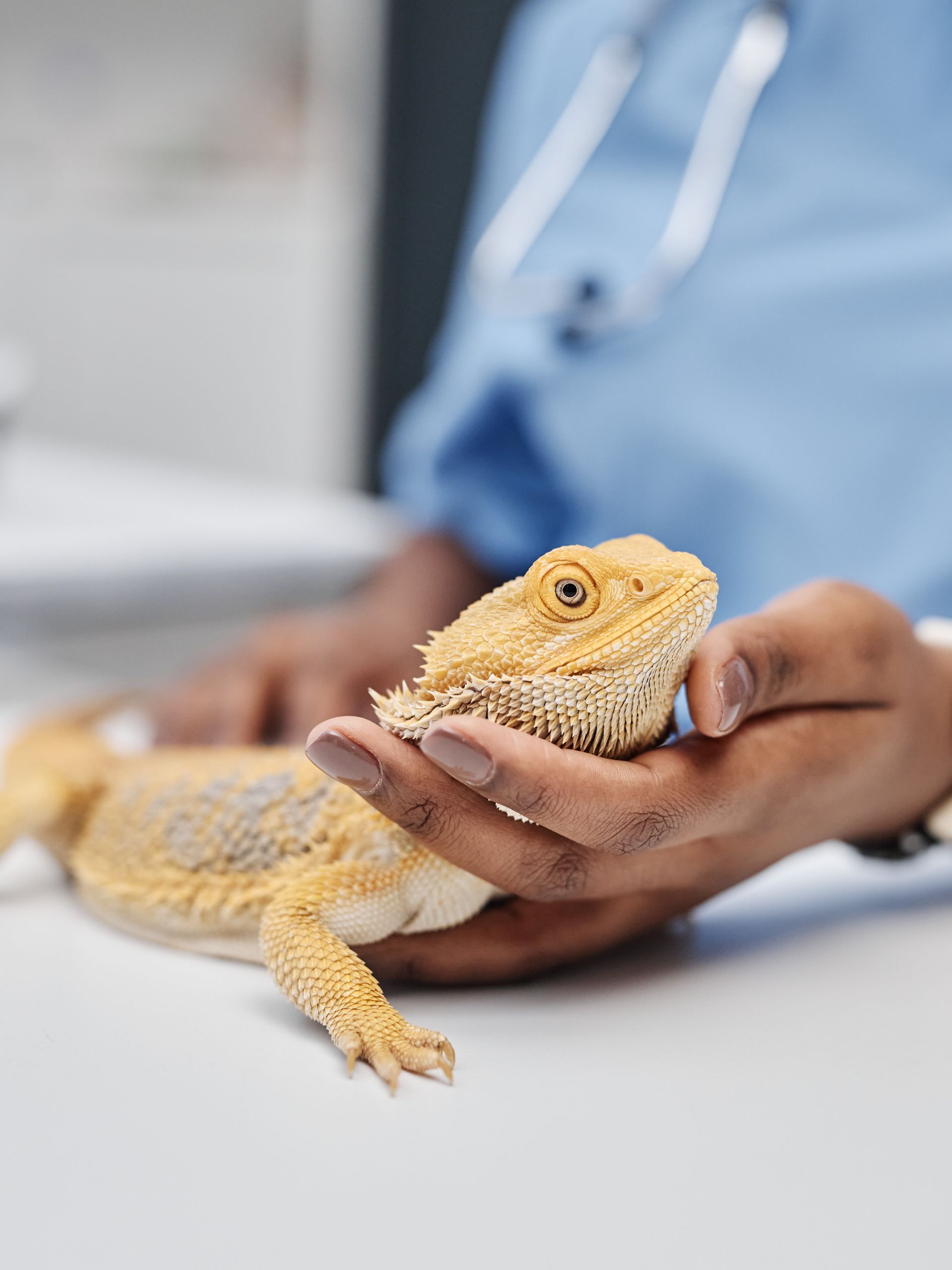 East Perth Vet: A bearded dragon resting in a vet's hands on a white surface