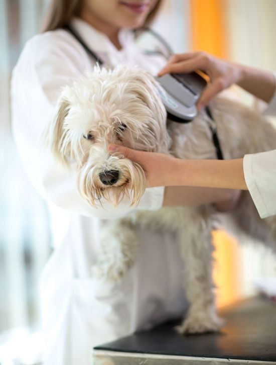 vet maylands wa