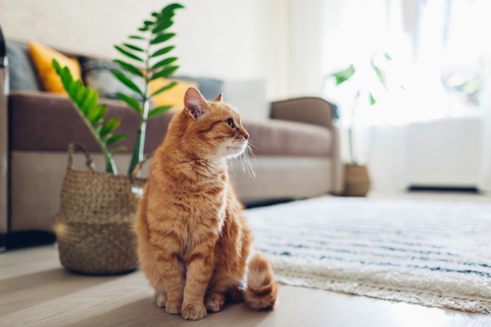 osteoarthritis in cats