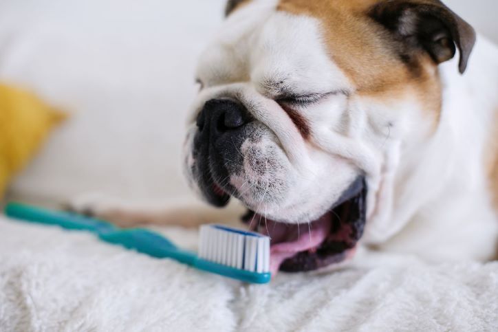 pet dental care