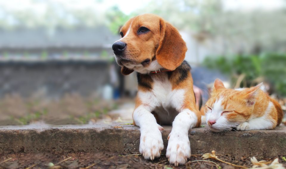 pet health seasons