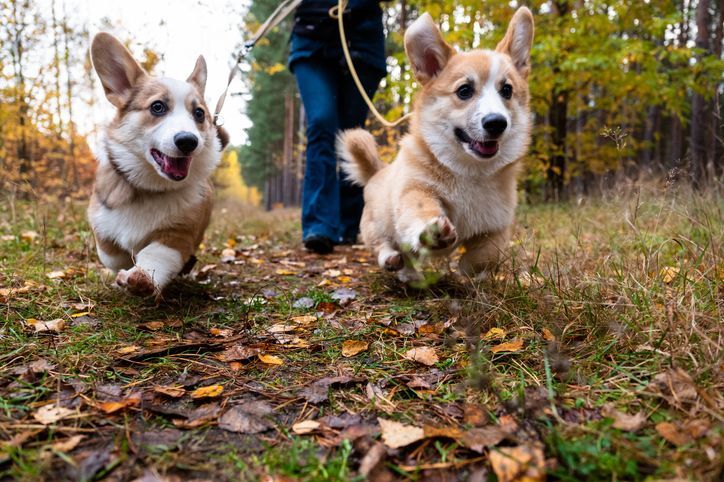 pet microchipping service