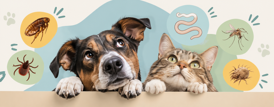 parasites and pets