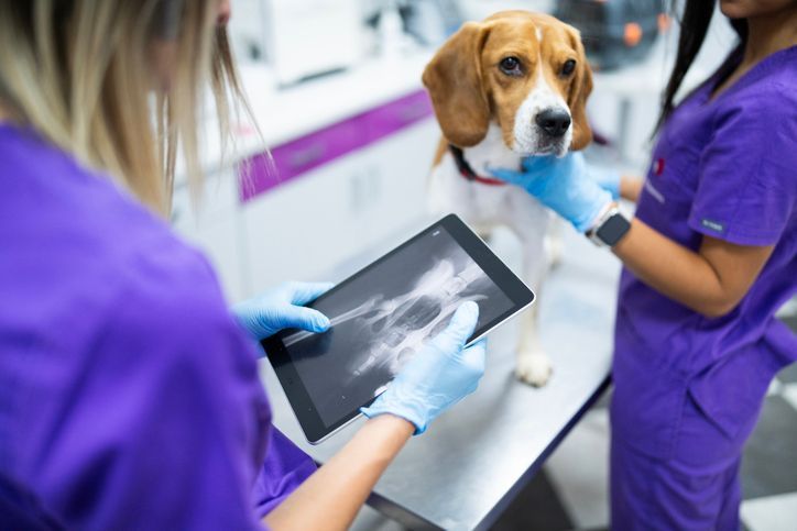 dog x-ray