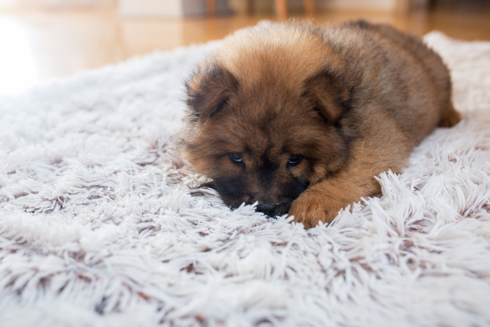 Cute Dog on a Carpet - Pet Supplies Gallery