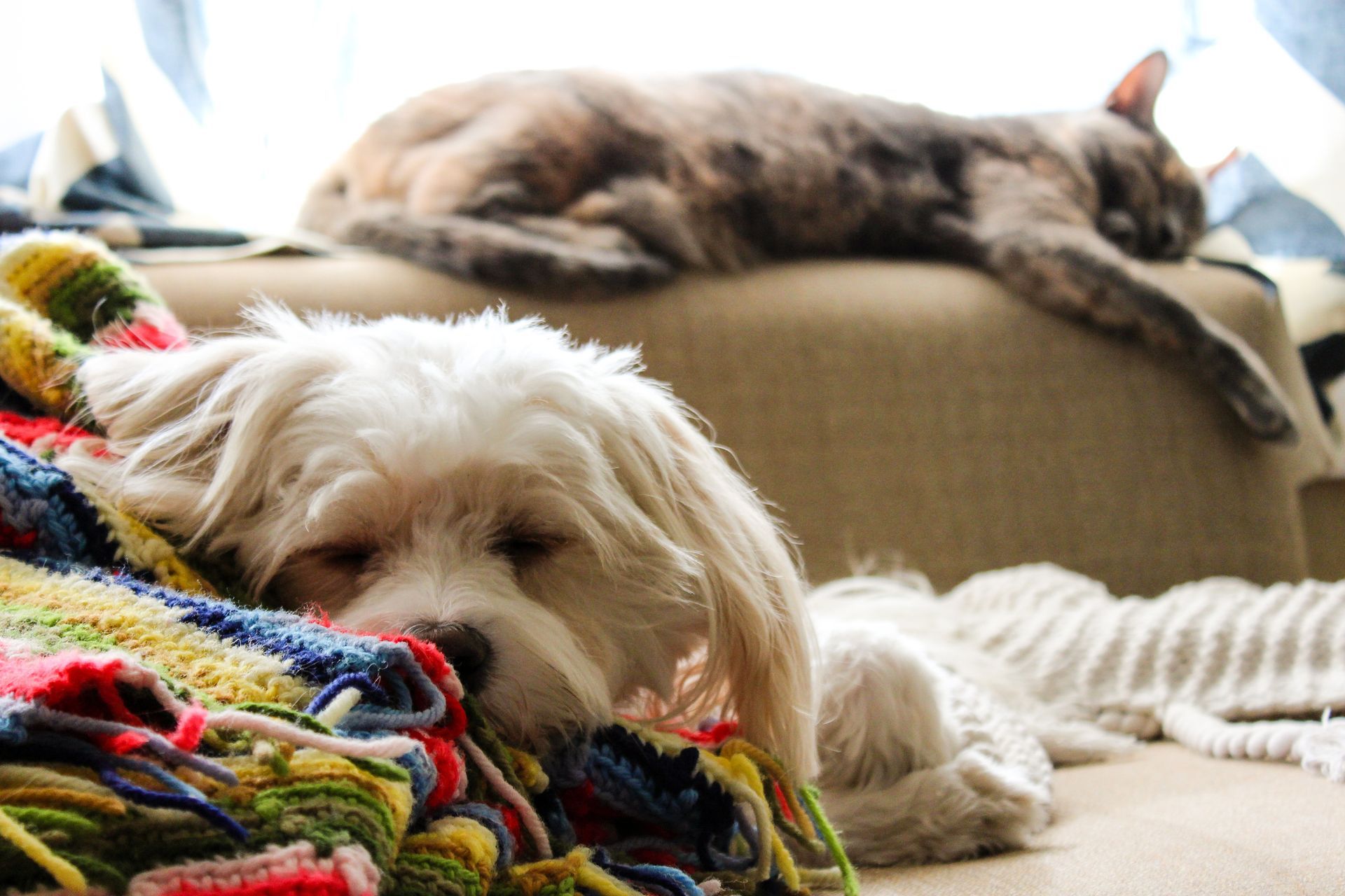 White Dog and a Cat - Pet Supplies Gallery
