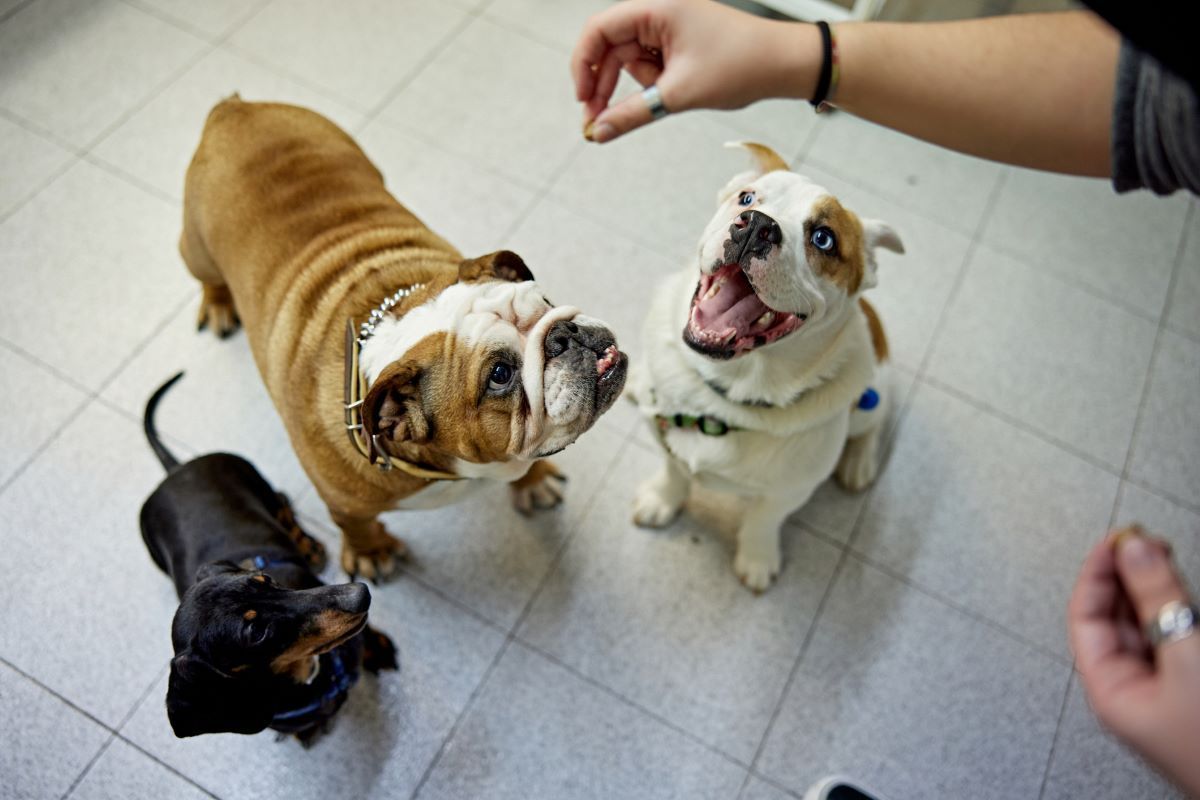 PET SUPPLIES PERTH