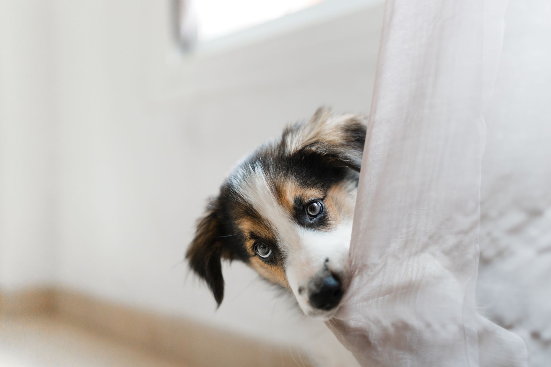 Dog Pet Supplies IMG