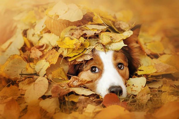 Dog Underneath the Leaves - Belmont, WA - Belmont Avenue Veterinary Perth