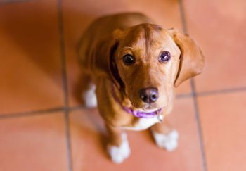 Brown Dog