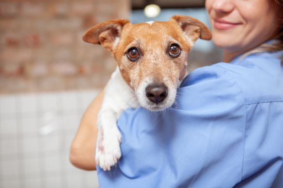 Small brown-and-white dog held by a person in a blue shirt, looking at the camera