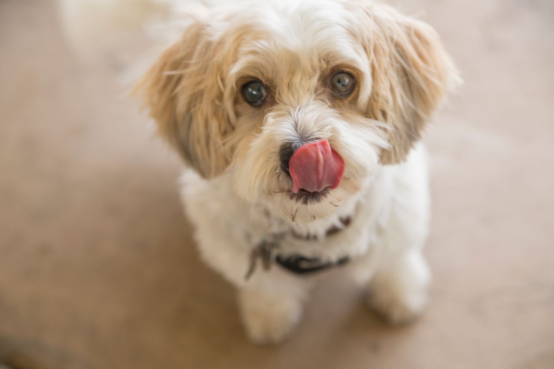 Puppy - Vet Referral Gallery