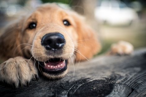 Puppy - Vet Referral Gallery