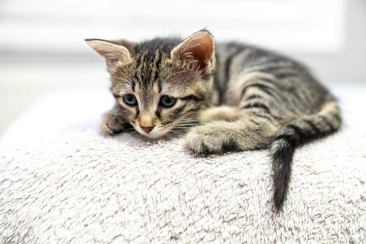 kitten - vaccination service