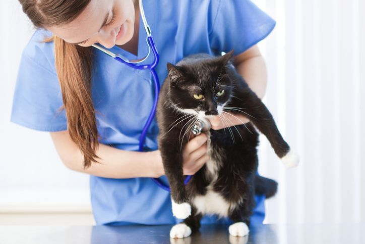 vet holding a cute cat
