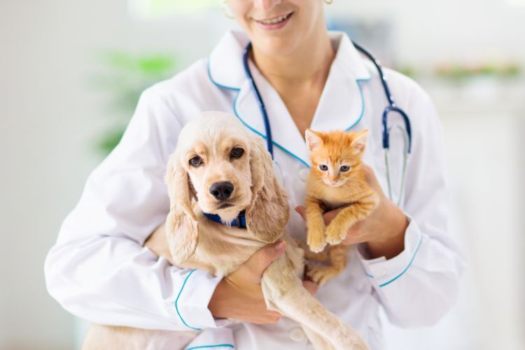 vet with dog and cat