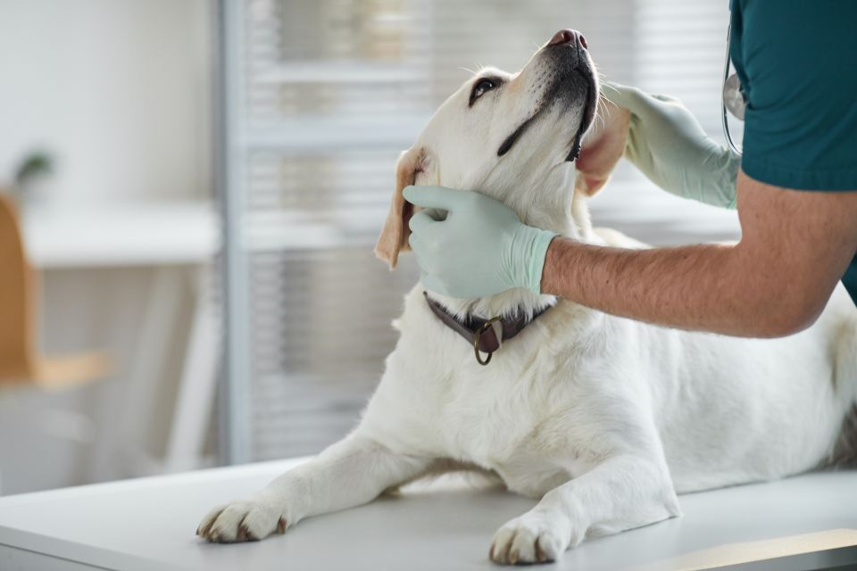 vet eamination dog vomiting