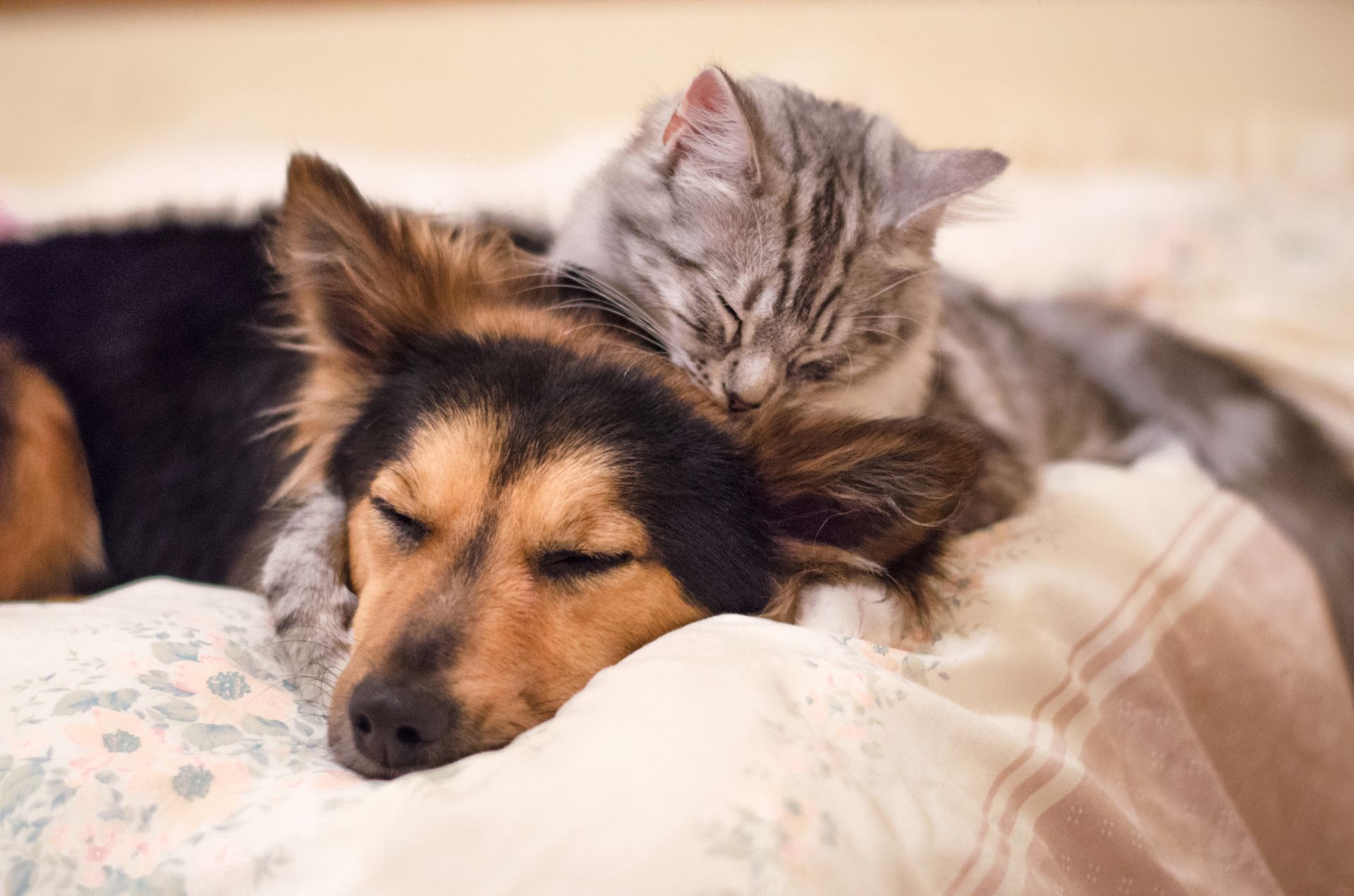 Resting Dog and Cat - Vet Referral Gallery