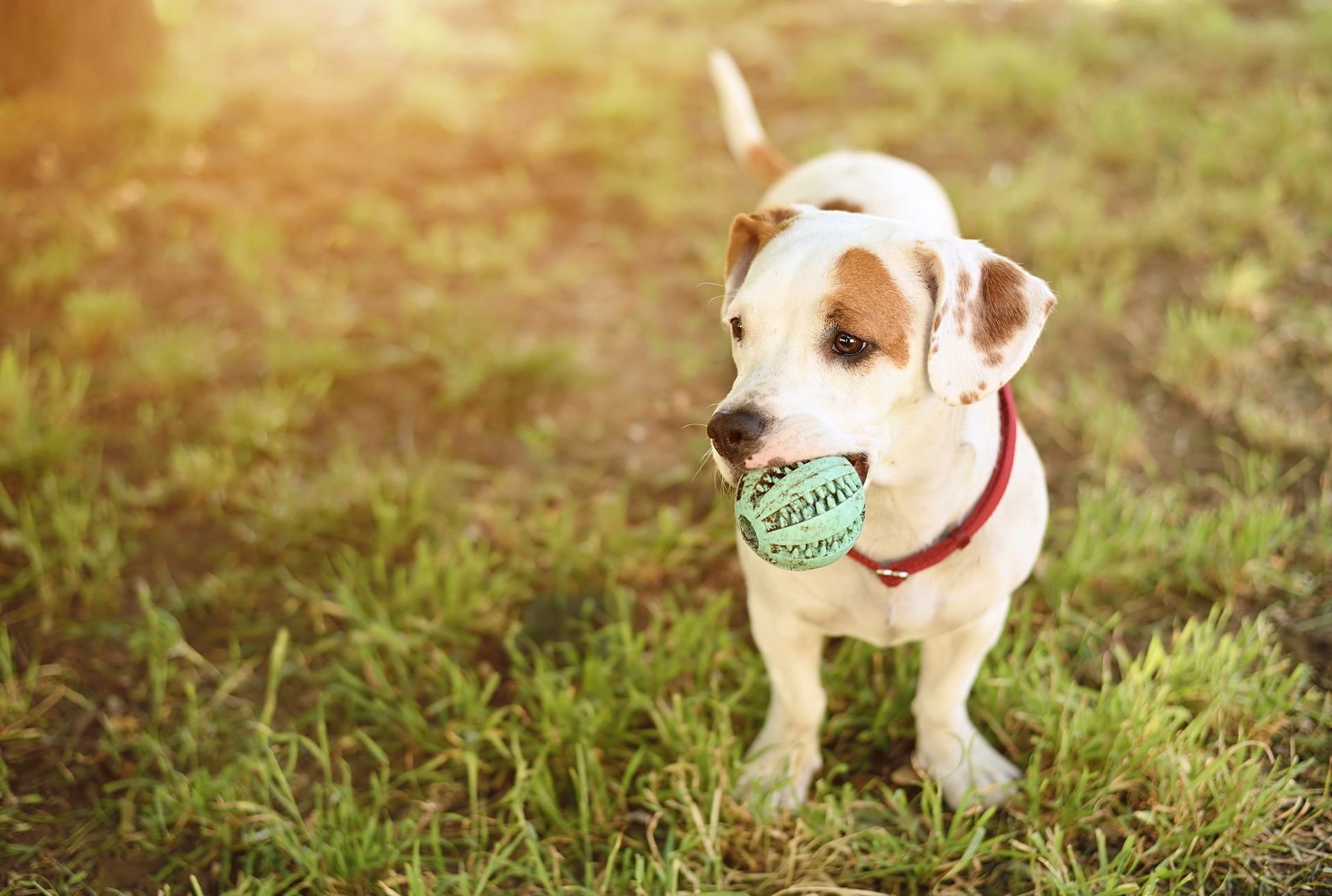 SPECIALIST VET REFERRALS