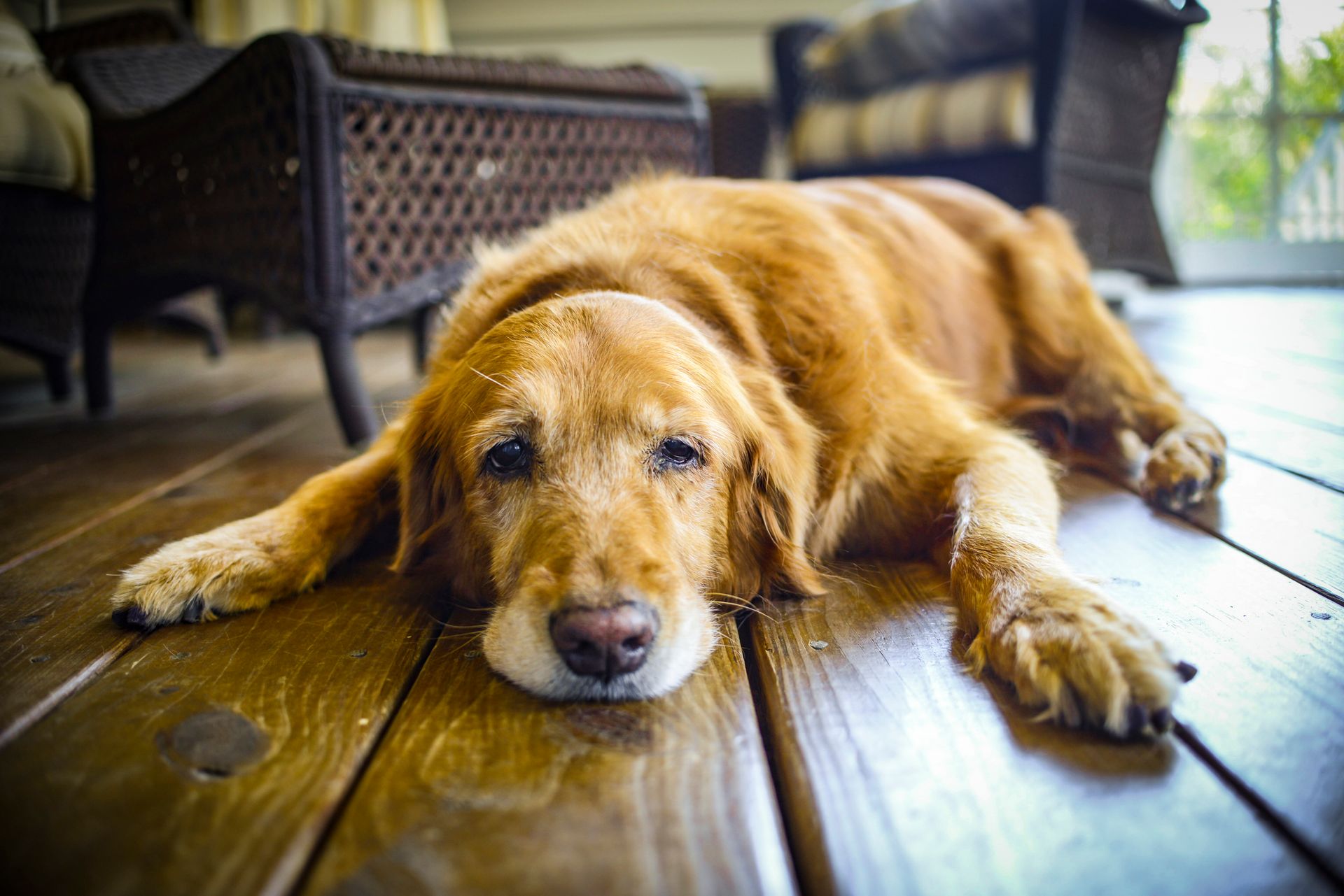 Dog - Vet Referral Gallery