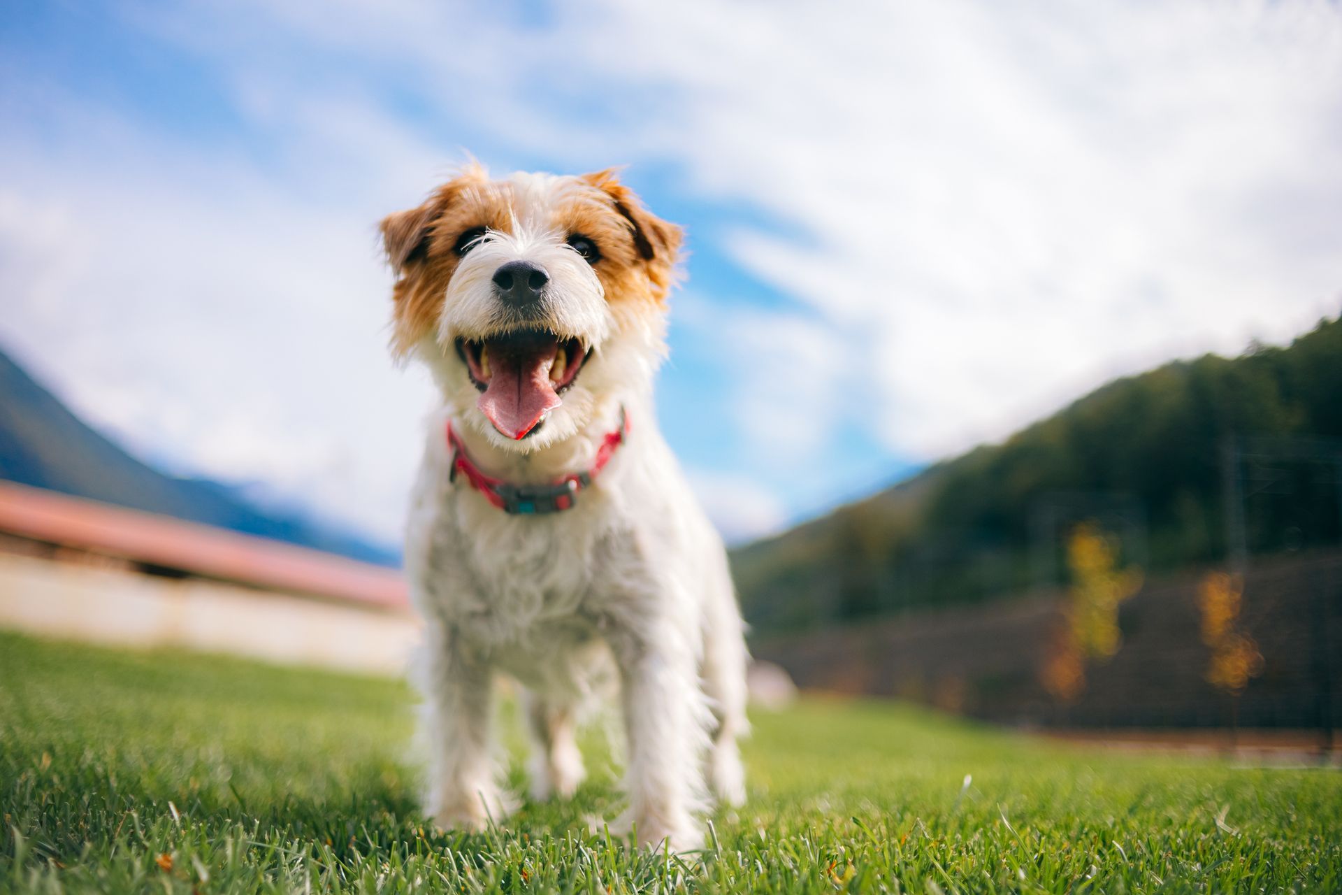 image of a dog - vet referral