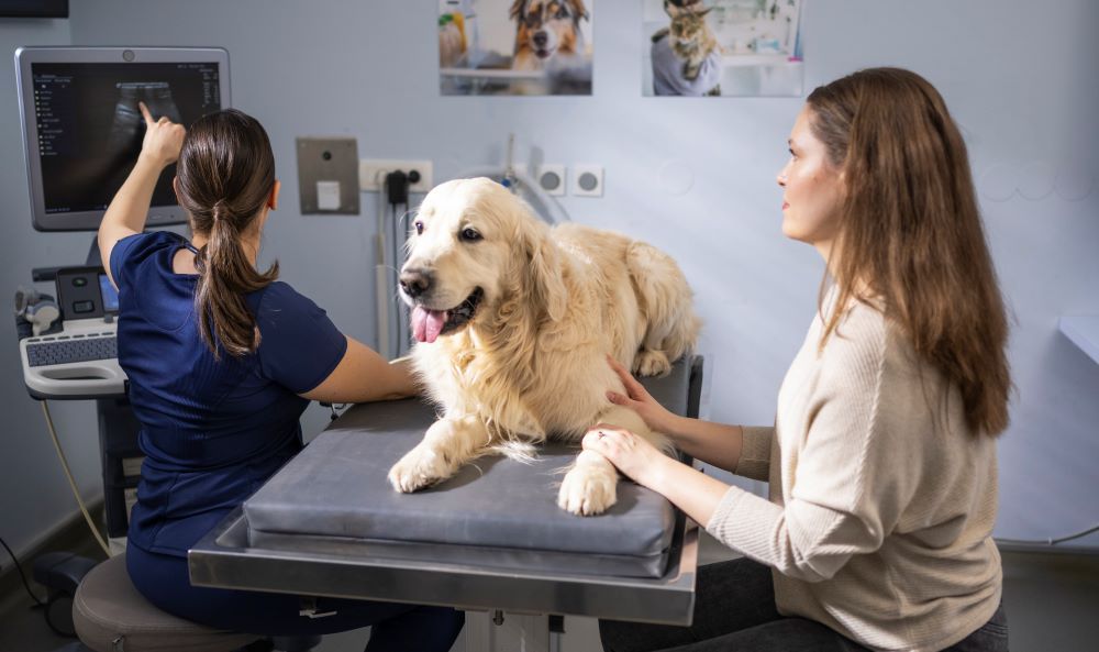 vet ultrasound