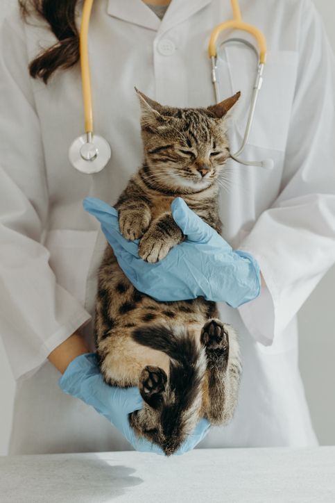 vet holding a cute cat