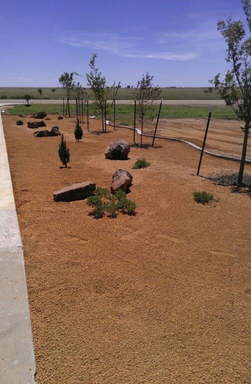 Desert landscape with young trees, rocks, and a gravel path beside a fence under a clear sky