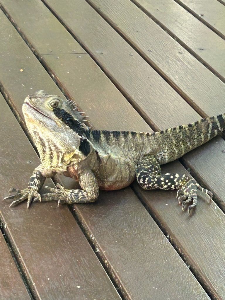 Frank A Resident Water Dragon — Byron Bay Dental in Byron Bay, NSW