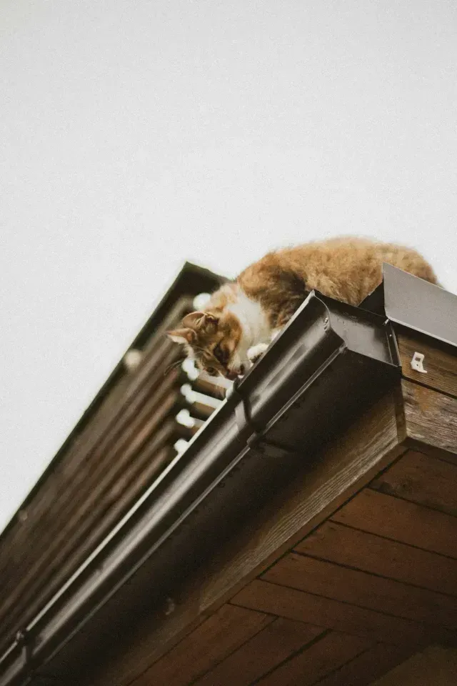 A cat is sleeping on the roof of a building.