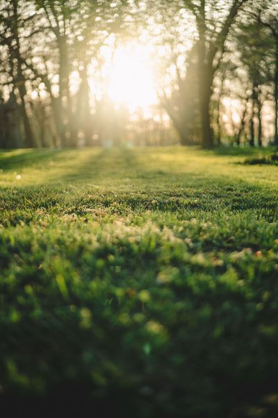 Sunlit forest clearing with green grass and trees, bright morning light in the background