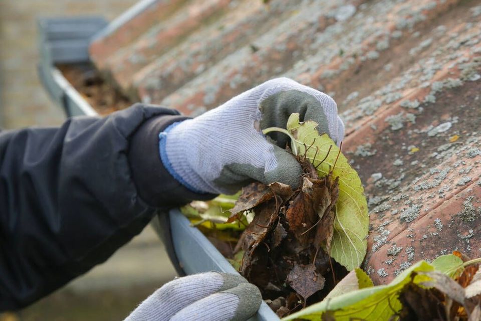 Gloves pulling leaves from a dirty gutter on a roof.