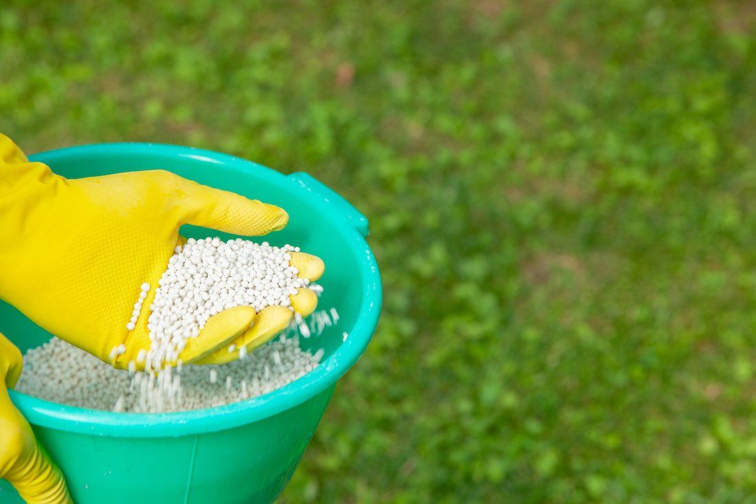 A hand in a yellow glove holds white fertilizer pellets over a green bucket, with a blurred grassy yard in the background.