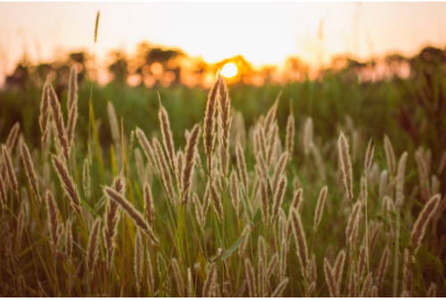 A field of tall grass with the sun setting in the background.