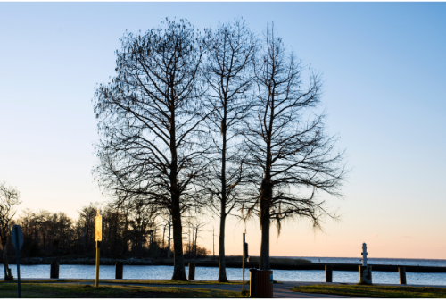 A group of trees are standing next to a body of water.