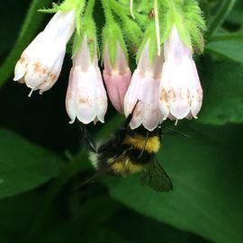 Bumblebee collecting nectar from drooping, pale pink bell-shaped flowers with green stems.